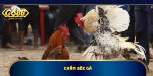 Chăm Sóc Gà: Các Kỹ Thuật Nuôi Gà Để Đạt Hiệu Quả Cao